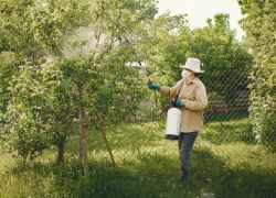 Žena aplikujúca chemický postrek v záhrade