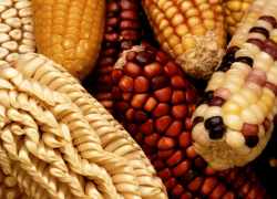 Geneticky modifikovaná kukurica