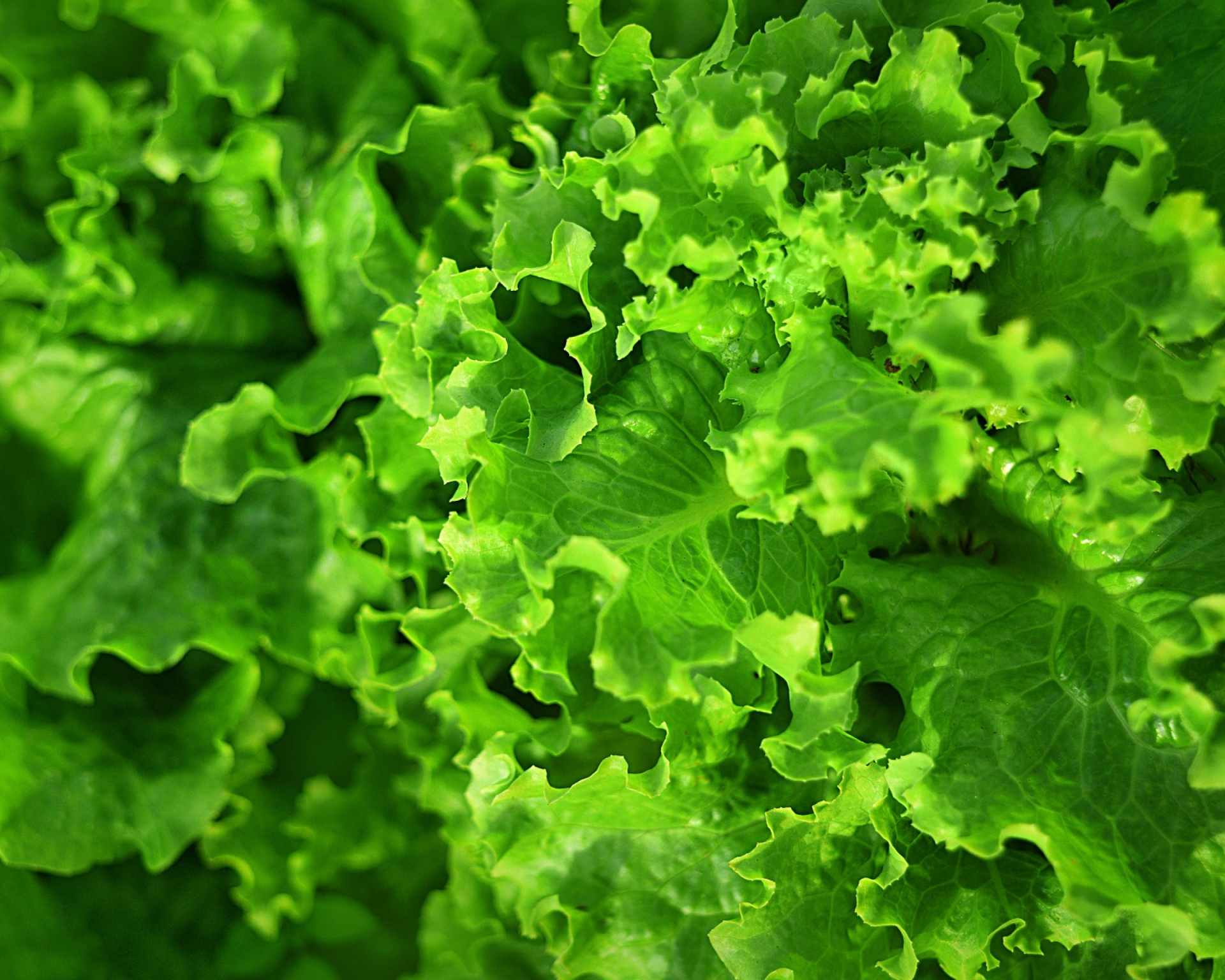 Zelená listová zelenina