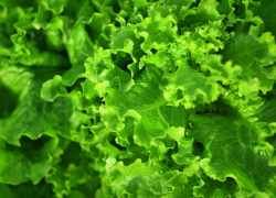 Zelená listová zelenina