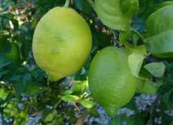 Plody citrónu