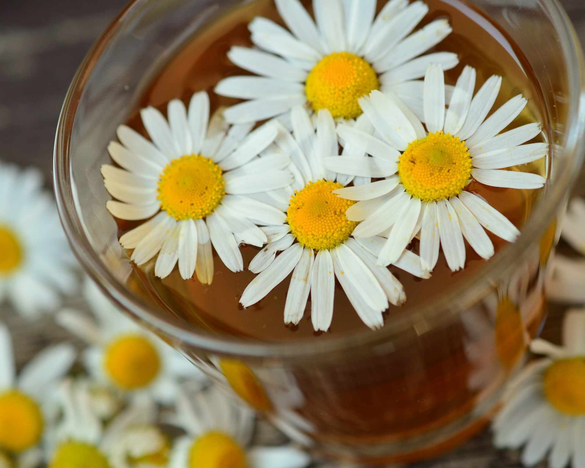 Kvety čerstvého harmančeka a rumančekový čaj