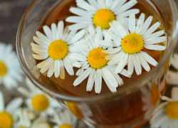 Kvety čerstvého harmančeka a rumančekový čaj