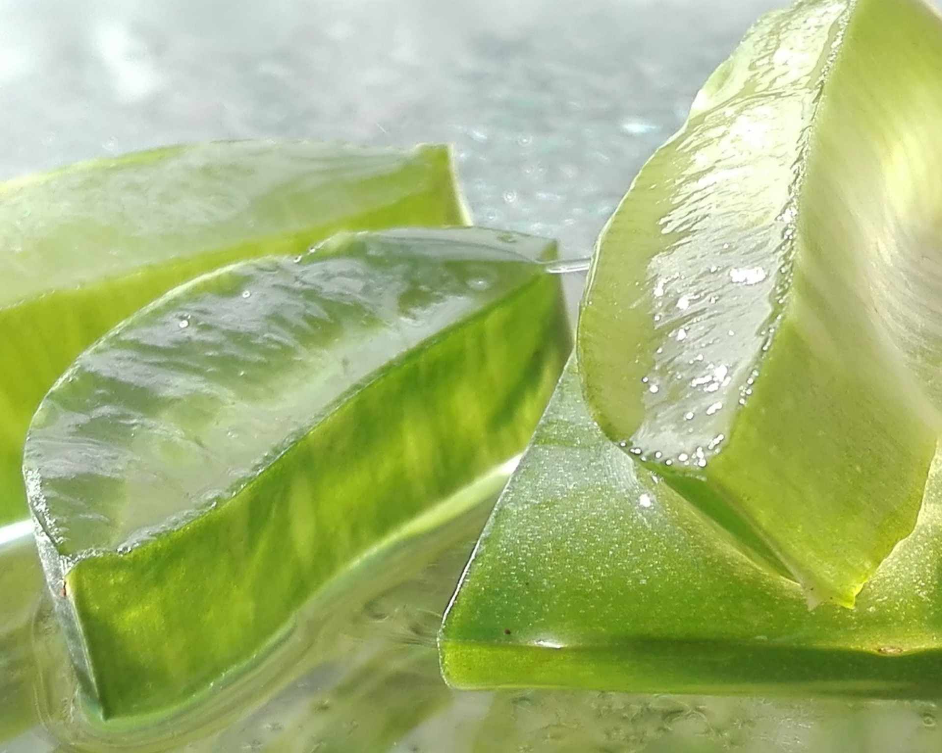 Aloe vera