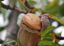 Mandľový strom, ktorého plody sú skvelé na suchú tvár a ruky