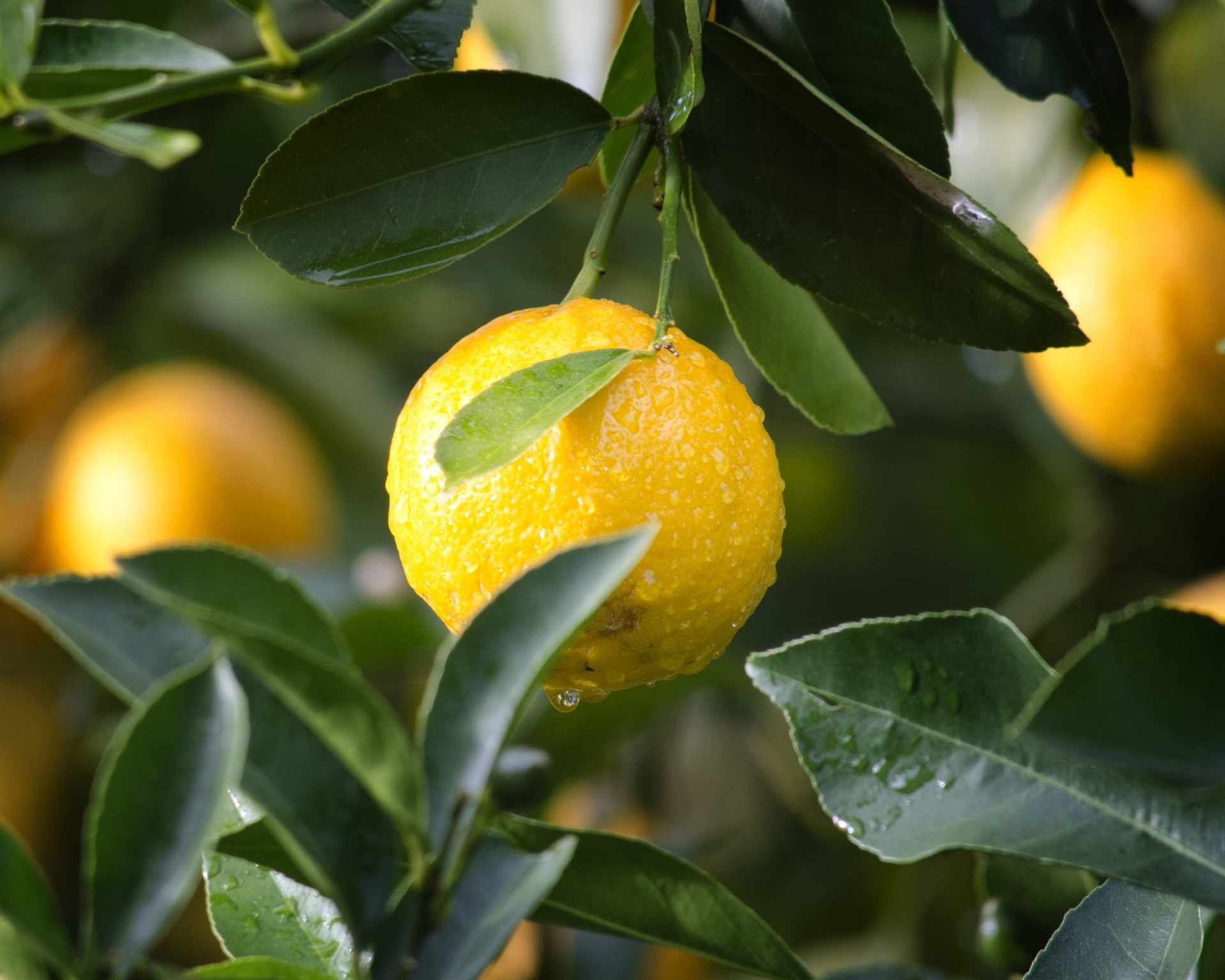 Plody citróna
