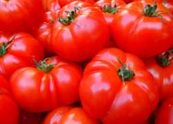 Čerstvé plody paradajok