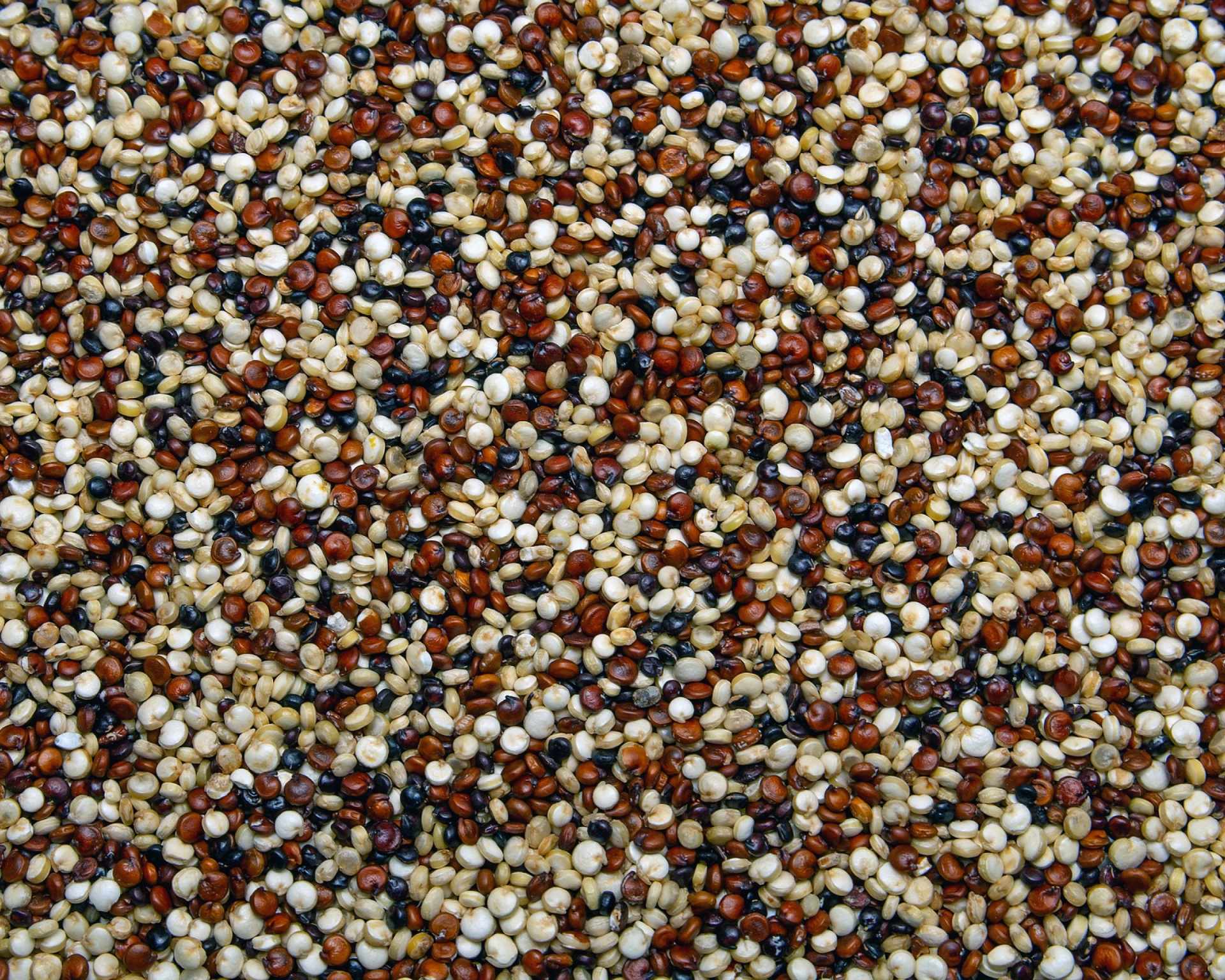 Quinoa semená