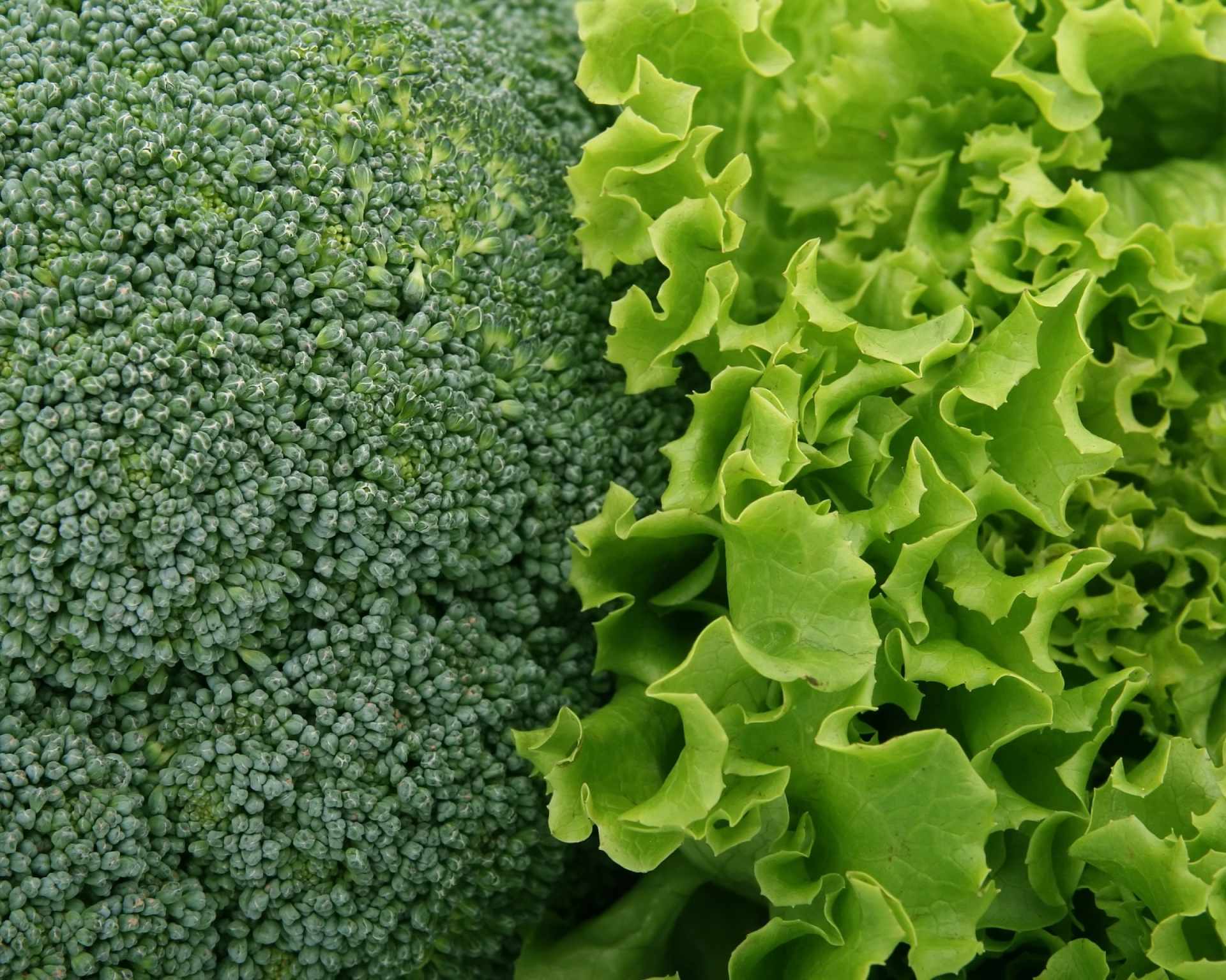 Zelená brokolica s hlávkovým šalátom obsahujúce kyselinu listovú