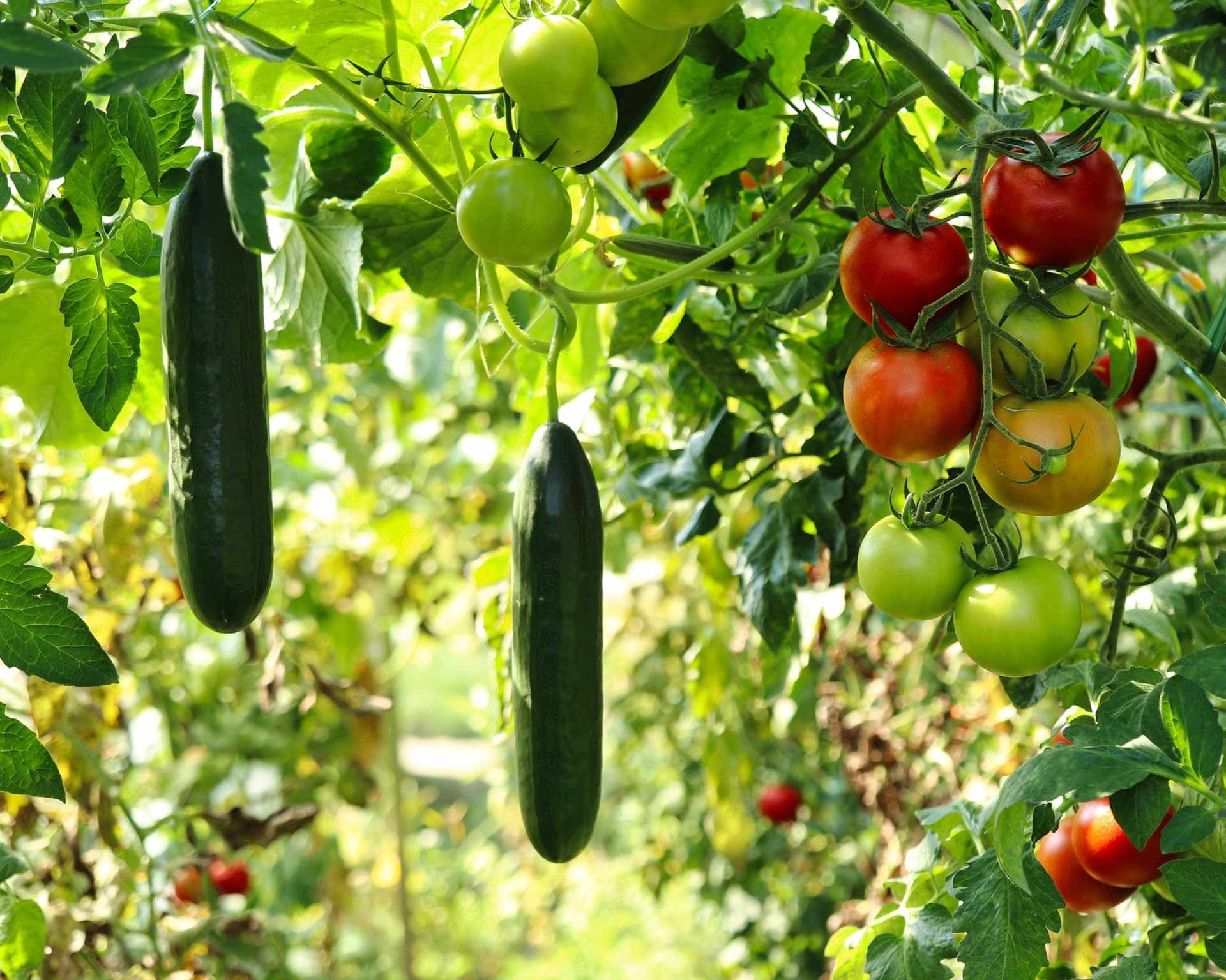 Záhradka, na ktorej sa pestujú uhorky a rôzne druhy paradajok
