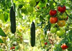Záhradka, na ktorej sa pestujú uhorky a rôzne druhy paradajok