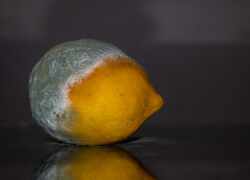 Splesnivený citrón