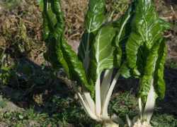 Mangold, repa zeleninová, cvikla listová
