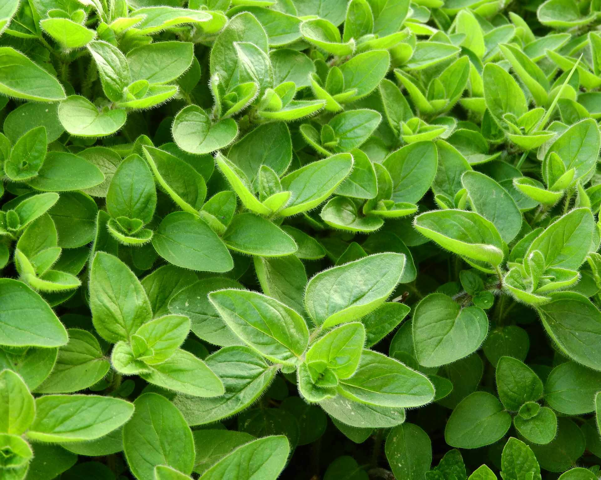 Majoránka, origanum majorana