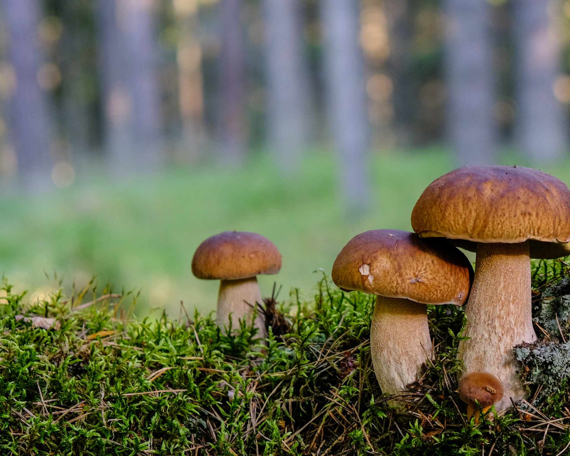 Dubáky, boletus reticulatus, hríb dubový