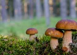 Dubáky, boletus reticulatus, hríb dubový