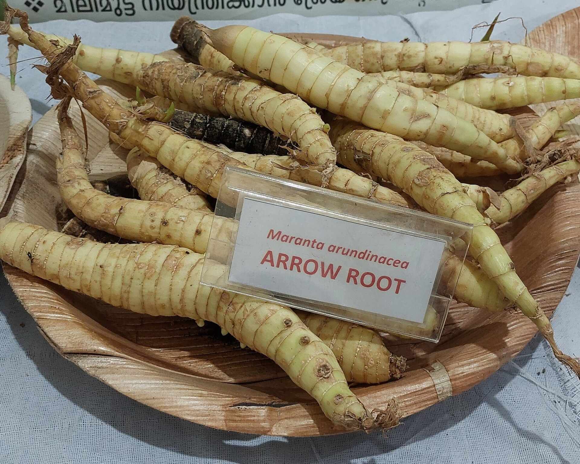 Arrowroot-maranta rastlina