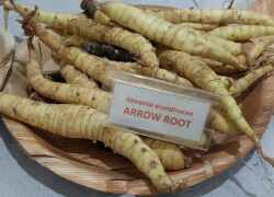 Arrowroot-maranta rastlina