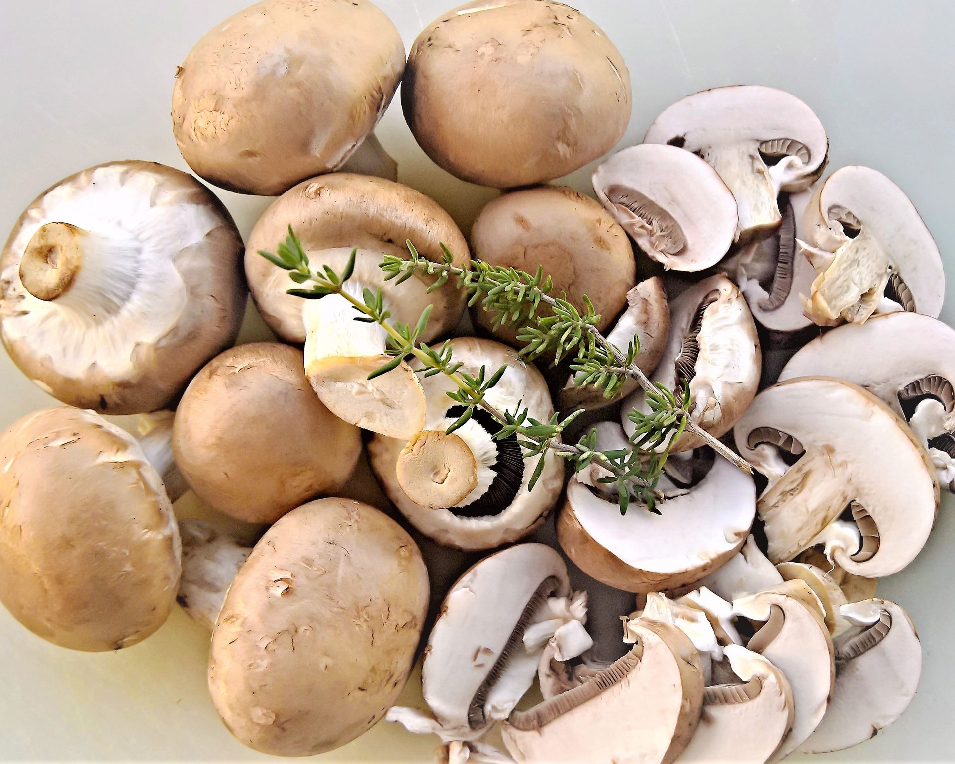 Šampiňón záhradný (Agaricus hortensis)