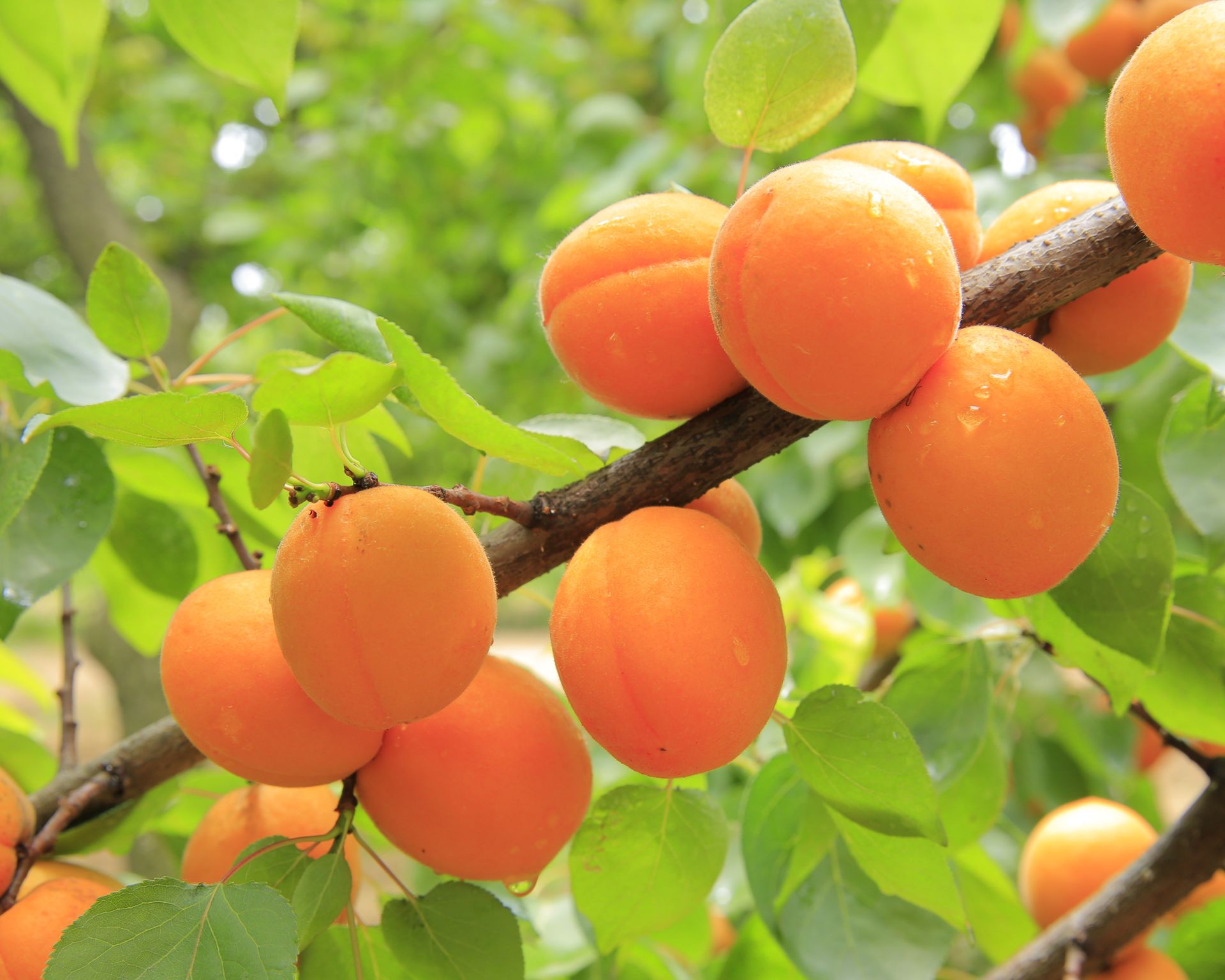 Krásne oranžové marhule na konári marhuľového stromu so zelenými lístkami