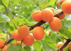 Krásne oranžové marhule na konári marhuľového stromu so zelenými lístkami
