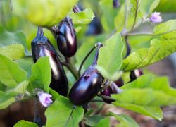 Baklažány - plody spolu s krásne zafarbenými zelenými listami